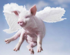 怎样在屠宰环节做好非洲猪瘟的检测事情？？？？